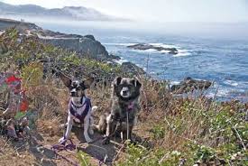 coastal canine magazine traveling canine