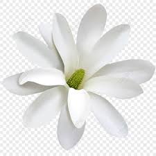 white flower png free and