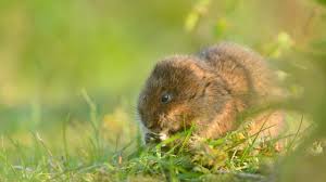 vole hd wallpapers and backgrounds