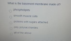 Solved What Is The Basement Membrane
