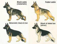 65 Best Gsd Types Images German Shepherd Dogs Shepherd