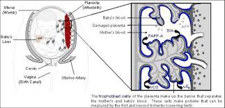 Placental Function Testing Womens And Infants Health At