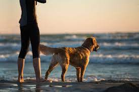 the best dog friendly places in myrtle