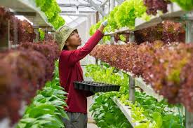 the promotion of vertical farming in