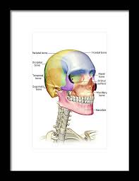 Typically, the human body is made of 206 bones, all of which are of different shapes and sizes. The Bones Of The Head Neck And Face Framed Print By Medicalrf Com
