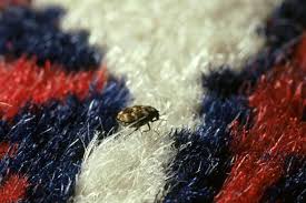 how to get rid of carpet beetles