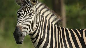 So where do zebras live? Zebra Stripes Could Prevent Insect Bites In Humans Cnn