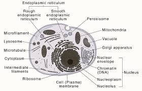 diagram of eukaryotic cell cbse cl