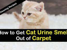 get urine smell out of carpet