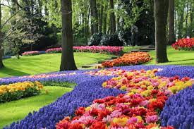 According to the official website, keukenhof park covers an area of 32 hectares (79 acres). Tulp Festival 2021 Tulip Festival Amsterdam