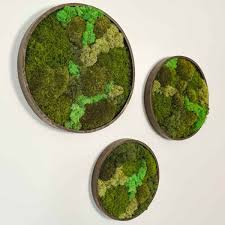 make beautiful diy moss wall art
