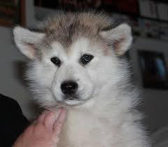 Find the perfect puppy at puppyfind.com. Akc Malamute Puppy For Sale In Medford Oregon Classified Americanlisted Com