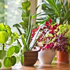 Indoor Plant Subscription Uk Regular
