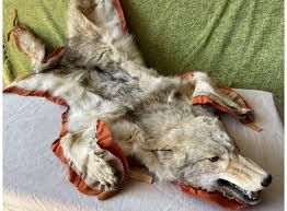 coyote rug 3980 auctionninja com