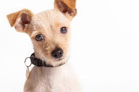 Pet stores have been opened up all over the world so as to supply the necessary pet products required in order to enable the owners to take better care of them. Pet Store Puppies Best Friends Animal Society