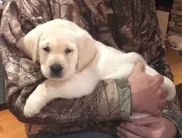 When you bring a puppy into your family, one of your key responsibilities is making sure they're healthy and stay that way. Labrador Retriever Puppies For Sale Cincinnati Oh 264556