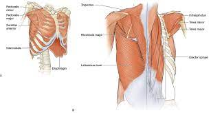 Superficial muscles of the torso male and female anatomy 1. Upper Torso Running Anatomy Sports Anatomy