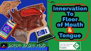 innervation to floor of mouth muscles