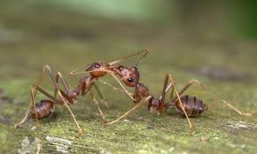 Sind ameisen im garten schädlinge? Ameisen Bekampfen Die Besten Hausmittel Das Haus