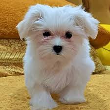 maltese puppies available in