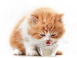 A lot of cats simply refuse to drink out of a water bowl.but why? Why Are Cats So Quirky About Drinking