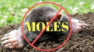 moles in the garden or yard