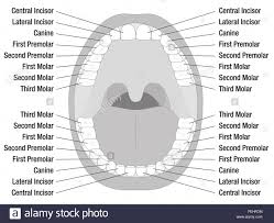Teeth Diagram Names Catalogue Of Schemas