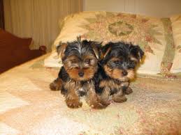 These adorable puppies are very healthy and socially well developed. 9 Week Old Yorkie Online