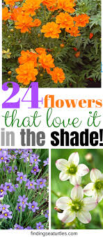 24 Spectacular Shade Garden Perennials