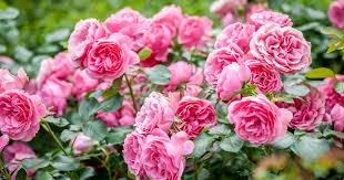 Rose Flower Growing Guides Tips And