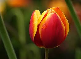 101 free cc0 tulip stock photos