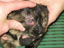 the basics of feline herpes virus 1