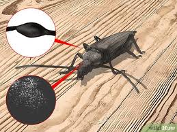 3 ways to identify beetles wikihow