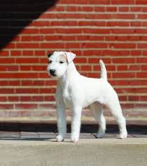 How to successfully train a jack russell terrier | cuteness. Parson Russell Terrier Dog Breed Profile Petfinder