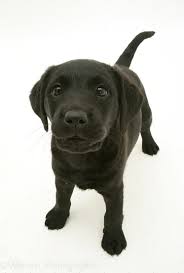 Search results for eight week old labrador puppies stock photos and images. Dog Black Labrador Retriever Pup 8 Weeks Old Photo Wp39852