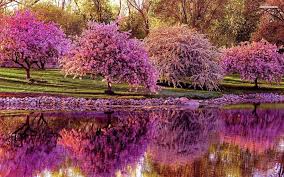 Image result for cool pictures nature