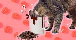 can cats drink coffee dodowell the