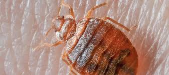 How To Tell If You Have Bed Bugs The