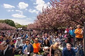 brooklyn cherry blossom festival is