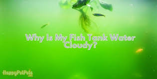 Why Is My Fish Tank Water Cloudy 3