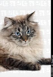 Siberian cats come in multiple coat color and patterns. Neva Masquerade Siberian Cat Color Seal Tabby Point Male Against White Background Siberian Cat Cats Norwegian Forest Cat