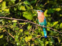 19 bird sanctuaries in bangalore