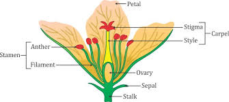 draw a flower and label it