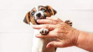 how to stop a puppy from biting petmd