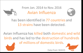 Avian Influenza Portal Oie World Organisation For Animal