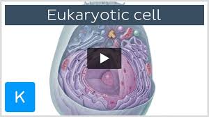 eukaryotic cell definition structure