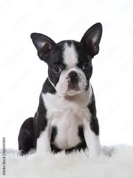 boston terrier puppy dog portrait