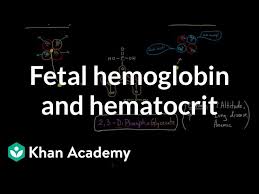 fetal hemoglobin and hematocrit human
