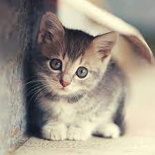 Find & download the most popular cute kitten photos on freepik free for commercial use high quality images over 6 million stock photos. Little Cute Kitten Photograph By Serhii Kucher