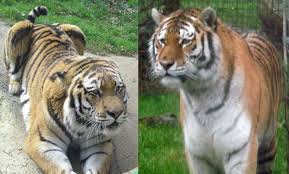 The Tiger Subspecies Revised 2017 Scientific American